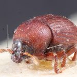 Image Author: TH Atkinson | Florida State Collection of Arthropods, Gainesville, Florida | lectotype Pagiocerus zeae Eggers | lectotype | 'South America' | Collection: Entomology