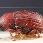 Image Author: TH Atkinson | Florida State Collection of Arthropods, Gainesville, Florida | lectotype Pagiocerus zeae Eggers | lectotype | 'South America' | Collection: Entomology