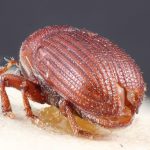 Image Author: TH Atkinson | Florida State Collection of Arthropods, Gainesville, Florida | lectotype Pagiocerus zeae Eggers | lectotype | 'South America' | Collection: Entomology