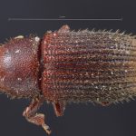 Image Author: TH Atkinson | Florida State Collection of Arthropods, Gainesville, Florida | lectotype Xylechinus taunayi Eggers | lectotype | Campos do Jordão | Collection: Entomology
