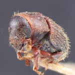 Image Author: TH Atkinson | Florida State Collection of Arthropods, Gainesville, Florida | lectotype Xylechinus taunayi Eggers | lectotype | Campos do Jordão | Collection: Entomology
