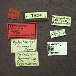 Image Author: TH Atkinson | Florida State Collection of Arthropods, Gainesville, Florida | lectotype Xylechinus taunayi Eggers | lectotype | Campos do Jordão | Collection: Entomology