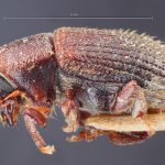 Image Author: TH Atkinson | Florida State Collection of Arthropods, Gainesville, Florida | lectotype Xylechinus taunayi Eggers | lectotype | Campos do Jordão | Collection: Entomology