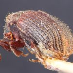 Image Author: TH Atkinson | Florida State Collection of Arthropods, Gainesville, Florida | lectotype Xylechinus taunayi Eggers | lectotype | Campos do Jordão | Collection: Entomology
