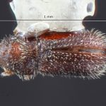 female | Image Author: TH Atkinson | Florida State Collection of Arthropods, Gainesville, Florida | allotype Phloeocleptus spicatus Wood | allotype | Cerro Chipinque | Collection: Entomology