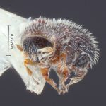 female | Image Author: TH Atkinson | Florida State Collection of Arthropods, Gainesville, Florida | allotype Phloeocleptus spicatus Wood | allotype | Cerro Chipinque | Collection: Entomology