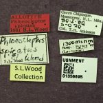 female | Image Author: TH Atkinson | Florida State Collection of Arthropods, Gainesville, Florida | allotype Phloeocleptus spicatus Wood | allotype | Cerro Chipinque | Collection: Entomology