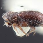 female | Image Author: TH Atkinson | Florida State Collection of Arthropods, Gainesville, Florida | allotype Phloeocleptus spicatus Wood | allotype | Cerro Chipinque | Collection: Entomology