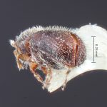 female | Image Author: TH Atkinson | Florida State Collection of Arthropods, Gainesville, Florida | allotype Phloeocleptus spicatus Wood | allotype | Cerro Chipinque | Collection: Entomology