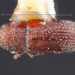 female | Image Author: TH Atkinson | Florida State Collection of Arthropods, Gainesville, Florida | allotype Pseudothysanoes mucronatus (Wood) | allotype | La Lima | Collection: Entomology
