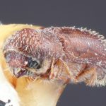 female | Image Author: TH Atkinson | Florida State Collection of Arthropods, Gainesville, Florida | allotype Pseudothysanoes mucronatus (Wood) | allotype | La Lima | Collection: Entomology