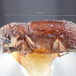 female | Image Author: TH Atkinson | Florida State Collection of Arthropods, Gainesville, Florida | allotype Pseudothysanoes mucronatus (Wood) | allotype | La Lima | Collection: Entomology