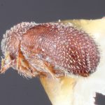 female | Image Author: TH Atkinson | Florida State Collection of Arthropods, Gainesville, Florida | allotype Pseudothysanoes mucronatus (Wood) | allotype | La Lima | Collection: Entomology