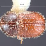 female | Image Author: TH Atkinson | Florida State Collection of Arthropods, Gainesville, Florida | holotype Afrotrypetus euphorbiae Bright, 1981 | holotype | Stellenbosch | Collection: Entomology