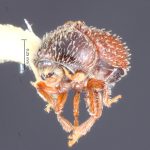 female | Image Author: TH Atkinson | Florida State Collection of Arthropods, Gainesville, Florida | holotype Afrotrypetus euphorbiae Bright, 1981 | holotype | Stellenbosch | Collection: Entomology