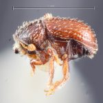 female | Image Author: TH Atkinson | Florida State Collection of Arthropods, Gainesville, Florida | holotype Afrotrypetus euphorbiae Bright, 1981 | holotype | Stellenbosch | Collection: Entomology