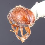 female | Image Author: TH Atkinson | Florida State Collection of Arthropods, Gainesville, Florida | holotype Afrotrypetus euphorbiae Bright, 1981 | holotype | Stellenbosch | Collection: Entomology
