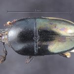 male | Image Author: TH Atkinson | Florida State Collection of Arthropods, Gainesville, Florida | lectotype Camptocerus angustior Eggers, 1928 | lectotype | Bolivia (country / region) | Collection: Entomology