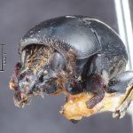 male | Image Author: TH Atkinson | Florida State Collection of Arthropods, Gainesville, Florida | lectotype Camptocerus angustior Eggers, 1928 | lectotype | Bolivia (country / region) | Collection: Entomology