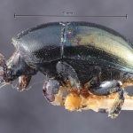 male | Image Author: TH Atkinson | Florida State Collection of Arthropods, Gainesville, Florida | lectotype Camptocerus angustior Eggers, 1928 | lectotype | Bolivia (country / region) | Collection: Entomology