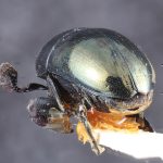 male | Image Author: TH Atkinson | Florida State Collection of Arthropods, Gainesville, Florida | lectotype Camptocerus angustior Eggers, 1928 | lectotype | Bolivia (country / region) | Collection: Entomology