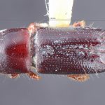 female | Image Author: TH Atkinson | Florida State Collection of Arthropods, Gainesville, Florida | holotype Coptoborus palmeri Hopkins, 1915 | holotype | Mount Salak | Collection: Entomology
