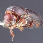 female | Image Author: TH Atkinson | Florida State Collection of Arthropods, Gainesville, Florida | holotype Coptoborus palmeri Hopkins, 1915 | holotype | Mount Salak | Collection: Entomology