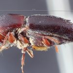 female | Image Author: TH Atkinson | Florida State Collection of Arthropods, Gainesville, Florida | holotype Coptoborus palmeri Hopkins, 1915 | holotype | Mount Salak | Collection: Entomology