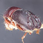 female | Image Author: TH Atkinson | Florida State Collection of Arthropods, Gainesville, Florida | holotype Coptoborus palmeri Hopkins, 1915 | holotype | Mount Salak | Collection: Entomology