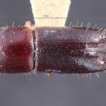 female | Image Author: TH Atkinson | Florida State Collection of Arthropods, Gainesville, Florida | holotype Coptoborus terminaliae Hopkins, 1915 | holotype | Pagbilao | Collection: Entomology