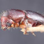 female | Image Author: TH Atkinson | Florida State Collection of Arthropods, Gainesville, Florida | holotype Coptoborus terminaliae Hopkins, 1915 | holotype | Pagbilao | Collection: Entomology