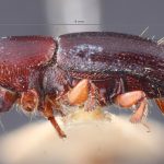 female | Image Author: TH Atkinson | Florida State Collection of Arthropods, Gainesville, Florida | holotype Coptoborus terminaliae Hopkins, 1915 | holotype | Pagbilao | Collection: Entomology