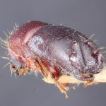 female | Image Author: TH Atkinson | Florida State Collection of Arthropods, Gainesville, Florida | holotype Coptoborus terminaliae Hopkins, 1915 | holotype | Pagbilao | Collection: Entomology