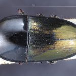 female | Image Author: TH Atkinson | Florida State Collection of Arthropods, Gainesville, Florida | paratype Camptocerus angustior Eggers | paratype | Bolivia (country / region) | Collection: Entomology
