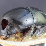 female | Image Author: TH Atkinson | Florida State Collection of Arthropods, Gainesville, Florida | paratype Camptocerus angustior Eggers | paratype | Bolivia (country / region) | Collection: Entomology