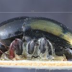 female | Image Author: TH Atkinson | Florida State Collection of Arthropods, Gainesville, Florida | paratype Camptocerus angustior Eggers | paratype | Bolivia (country / region) | Collection: Entomology