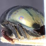 female | Image Author: TH Atkinson | Florida State Collection of Arthropods, Gainesville, Florida | paratype Camptocerus angustior Eggers | paratype | Bolivia (country / region) | Collection: Entomology