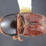 female | Image Author: TH Atkinson | Florida State Collection of Arthropods, Gainesville, Florida | paratype Scolytus dentatus Bright | paratype | Cone Peak | Collection: Entomology