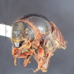 female | Image Author: TH Atkinson | Florida State Collection of Arthropods, Gainesville, Florida | paratype Scolytus dentatus Bright | paratype | Cone Peak | Collection: Entomology