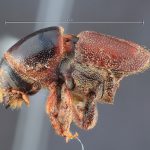 female | Image Author: TH Atkinson | Florida State Collection of Arthropods, Gainesville, Florida | paratype Scolytus dentatus Bright | paratype | Cone Peak | Collection: Entomology