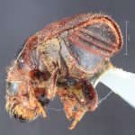female | Image Author: TH Atkinson | Florida State Collection of Arthropods, Gainesville, Florida | paratype Scolytus dentatus Bright | paratype | Cone Peak | Collection: Entomology