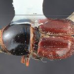 male | Image Author: TH Atkinson | Florida State Collection of Arthropods, Gainesville, Florida | Cone Peak | Collection: Entomology