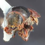 male | Image Author: TH Atkinson | Florida State Collection of Arthropods, Gainesville, Florida | Cone Peak | Collection: Entomology