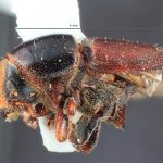 male | Image Author: TH Atkinson | Florida State Collection of Arthropods, Gainesville, Florida | Cone Peak | Collection: Entomology
