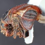 male | Image Author: TH Atkinson | Florida State Collection of Arthropods, Gainesville, Florida | Cone Peak | Collection: Entomology