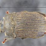 male | Image Author: TH Atkinson | Florida State Collection of Arthropods, Gainesville, Florida | lectotype Dactylipalpus africanus Eggers, 1919 | lectotype | Ukami | Collection: Entomology