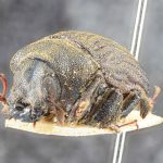 male | Image Author: TH Atkinson | Florida State Collection of Arthropods, Gainesville, Florida | lectotype Dactylipalpus africanus Eggers, 1919 | lectotype | Ukami | Collection: Entomology