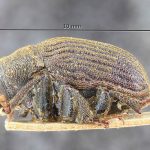 male | Image Author: TH Atkinson | Florida State Collection of Arthropods, Gainesville, Florida | lectotype Dactylipalpus africanus Eggers, 1919 | lectotype | Ukami | Collection: Entomology
