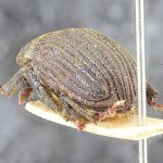 male | Image Author: TH Atkinson | Florida State Collection of Arthropods, Gainesville, Florida | lectotype Dactylipalpus africanus Eggers, 1919 | lectotype | Ukami | Collection: Entomology