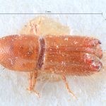 male | Image Author: TH Atkinson | Florida State Collection of Arthropods, Gainesville, Florida | holotype Mimips sexdentatus Eggers, 1944 | holotype | Matadi | Collection: Entomology
